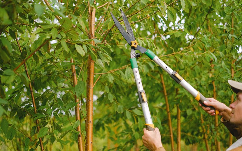 Tree trimming in Sleetmute, AK